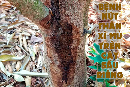 Quản lý bệnh nứt thân xì mủ trên cây sầu riêng