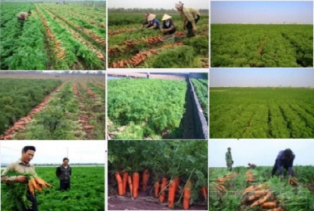 Quy trình kỹ thuật sản xuất cà rốt theo tiêu chuẩn VietGAP