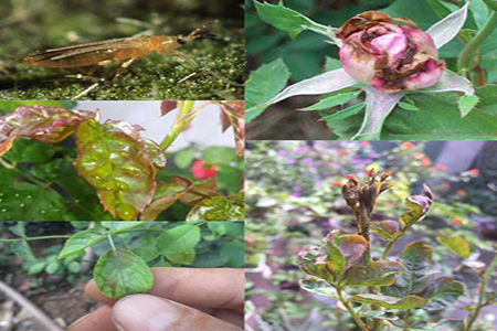 Những thời điểm phun trị bọ trĩ hiệu quả nhất không cần cắt bỏ hoa nụ cho cây hoa hồng