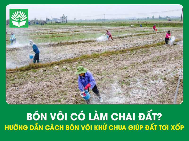 Bón vôi có làm chai đất? Hướng dẫn cách bón vôi khử chua giúp đất tơi xốp