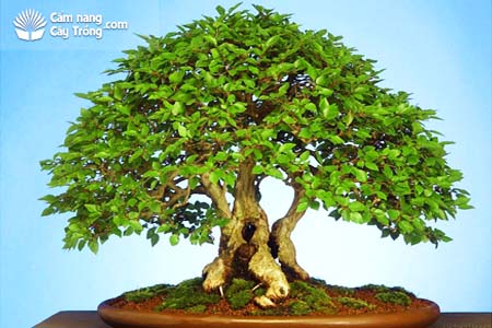 Quy ước thẩm mỹ, ý nghĩa con số dùng trong nghệ thuật cây cảnh (bonsai)