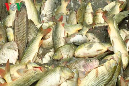 Lào Cai: Cá chết hàng loạt do nhiễm độc nước thải nhà máy phân bón