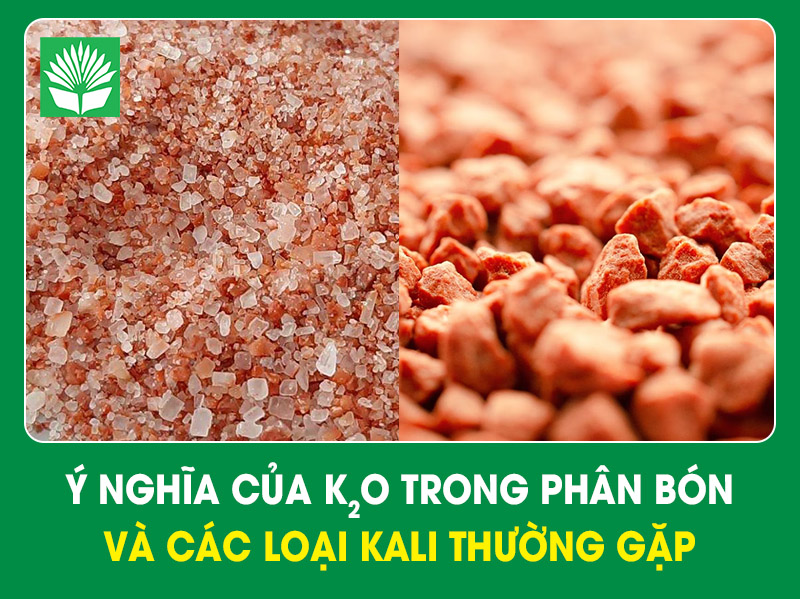 Ý nghĩa của K2O trong phân bón và các loại kali thường gặp