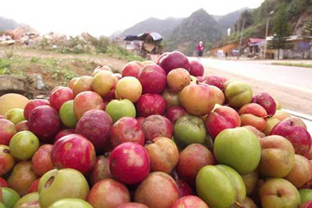 Một số giống mận có giá trị kinh tế cao được trồng tại Việt Nam