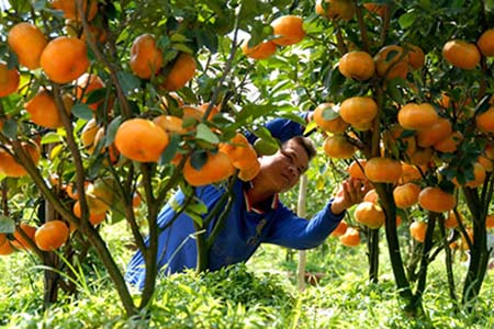 Cách chăm sóc cam canh đường nhiều quả, quả đẹp, mọng nước, ra quả hàng năm