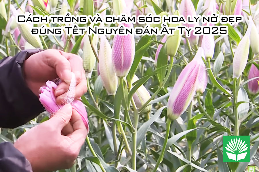 Cách trồng và chăm sóc hoa ly nở đẹp đúng Tết Nguyên đán Ất Tỵ 2025