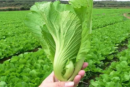 Cách trồng rau cải bẹ xanh mơn mỡn, năng suất cao