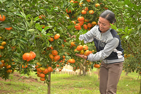 Biện pháp tăng kích thước và kéo dài thời gian thu hoạch cho cây cam đạt giá thành cao