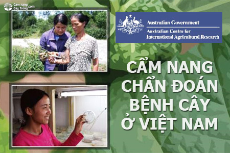 Cẩm nang chẩn đoán bệnh cây ở Việt Nam - P4: Triệu chứng bệnh cây