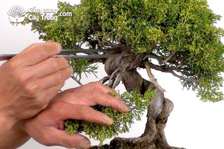 Kỹ thuật cắt tỉa cây cảnh nghệ thuật, bonsai