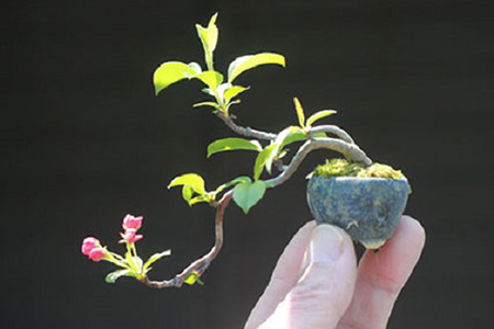 Tạo giống cây bonsai từ những cây còi cọc trong tự nhiên