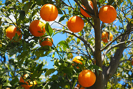 Tìm hiểu nhu cầu dinh dưỡng của cây cam, cây quýt
