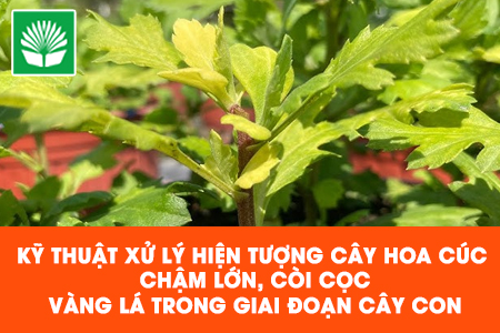 Kỹ thuật xử lý hiện tượng cây hoa cúc chậm lớn, còi cọc, vàng lá trong giai đoạn cây con