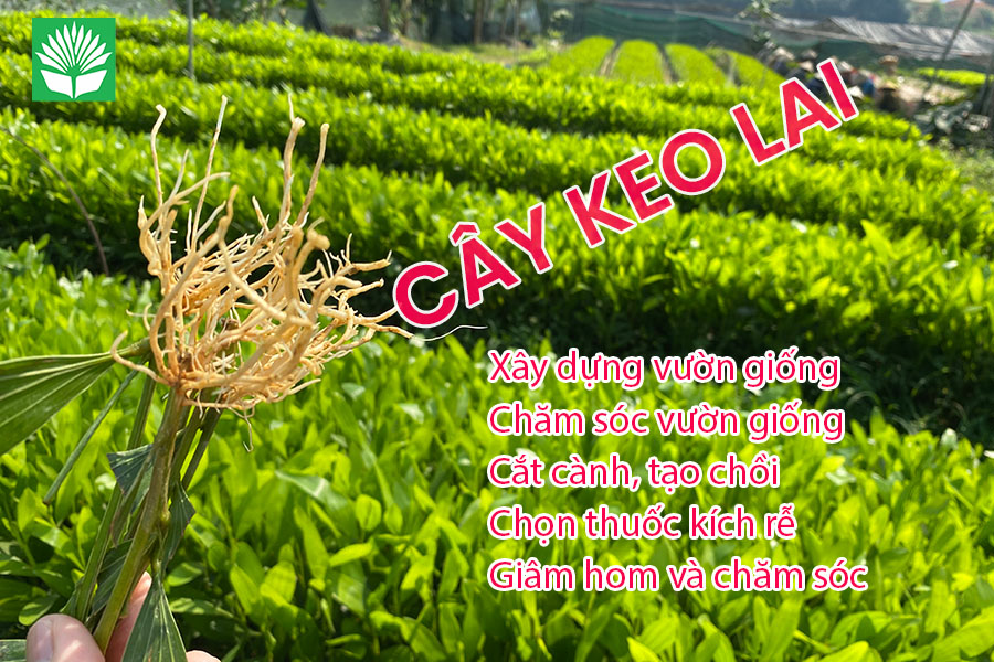 Kỹ thuật nhân giống cây keo lai và chăm sóc rừng keo lai giâm hom