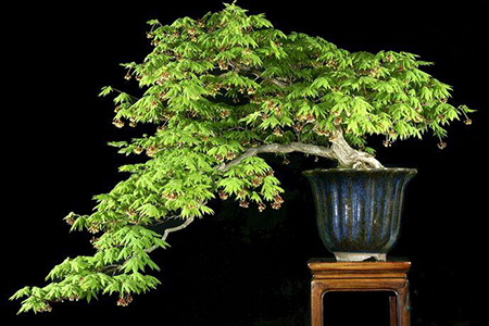 Những phong cách dáng thế Nhật Bản của cây kiểng Bonsai