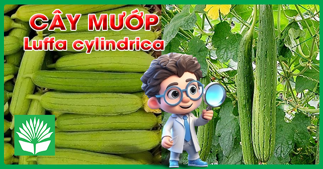 Cây mướp