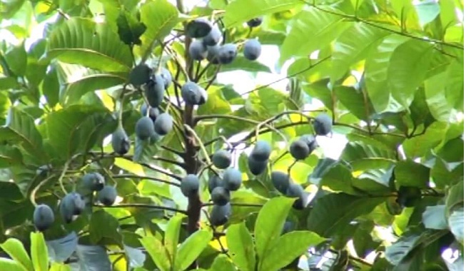 Kỹ thuật trồng cây trám đen - Doanh thu tiền tỷ