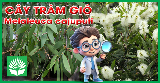 Cây tràm gió