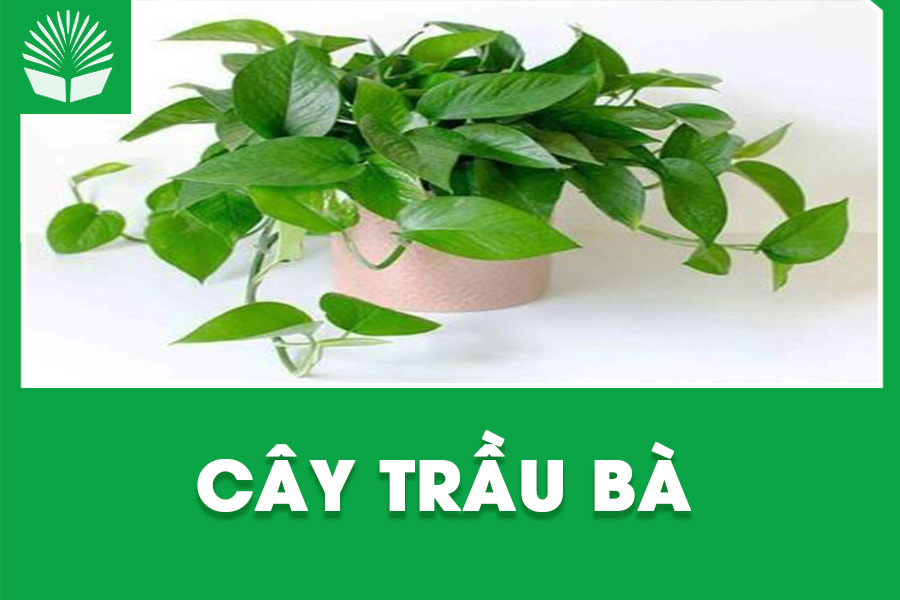 Cây trầu bà