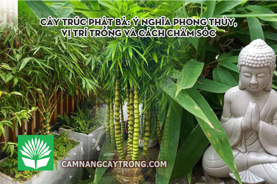 Cây Trúc Phật Bà: Ý nghĩa phong thủy, vị trí trồng và cách chăm sóc