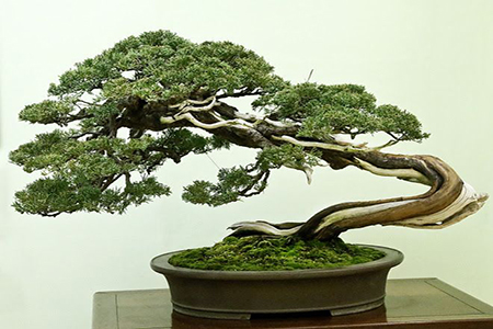 Cây tùng – Ý nghĩa và kỹ thuật trồng và chăm sóc cây làm bonsai
