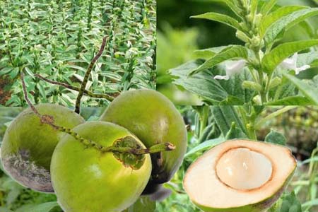 Ảnh hưởng của việc xử lý nước dừa đến đời sống cây vừng ở vụ hè trồng trong điều kiện thí nghiệm tại Đà Nẵng