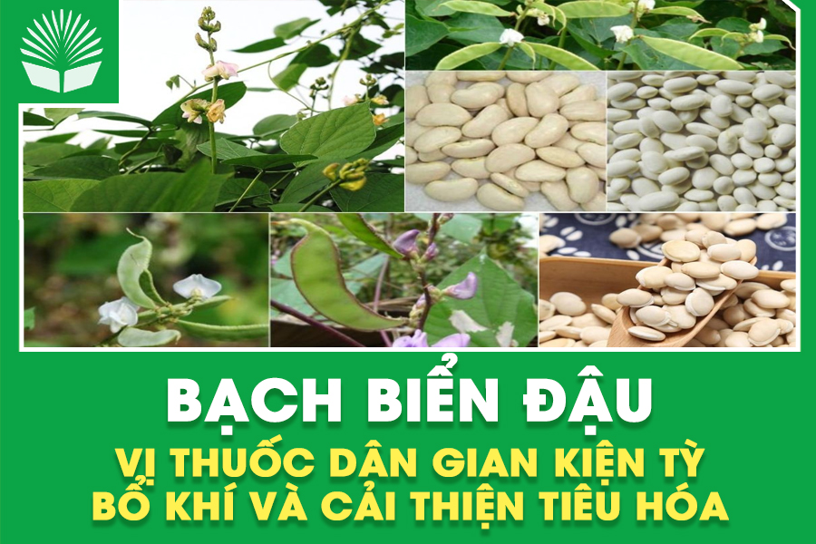 Bạch Biển Đậu – Vị Thuốc Dân Gian Kiện Tỳ, Bổ Khí Và Cải Thiện Tiêu Hóa