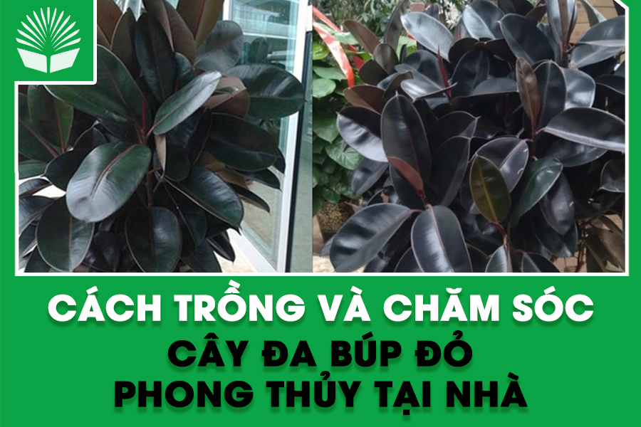 Cách trồng và chăm sóc cây Đa Búp Đỏ phong thủy tại nhà