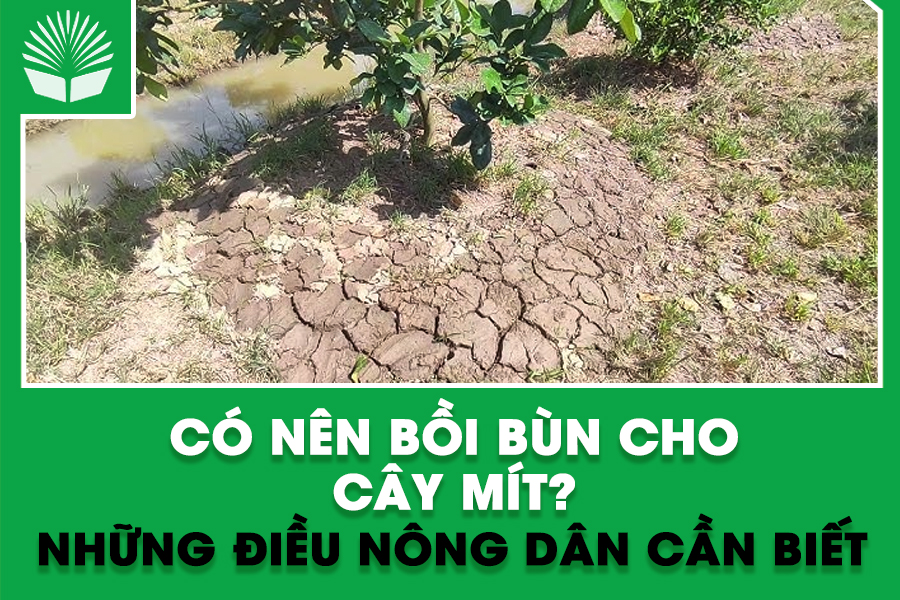Có nên bồi bùn cho cây mít? Những điều nông dân cần biết