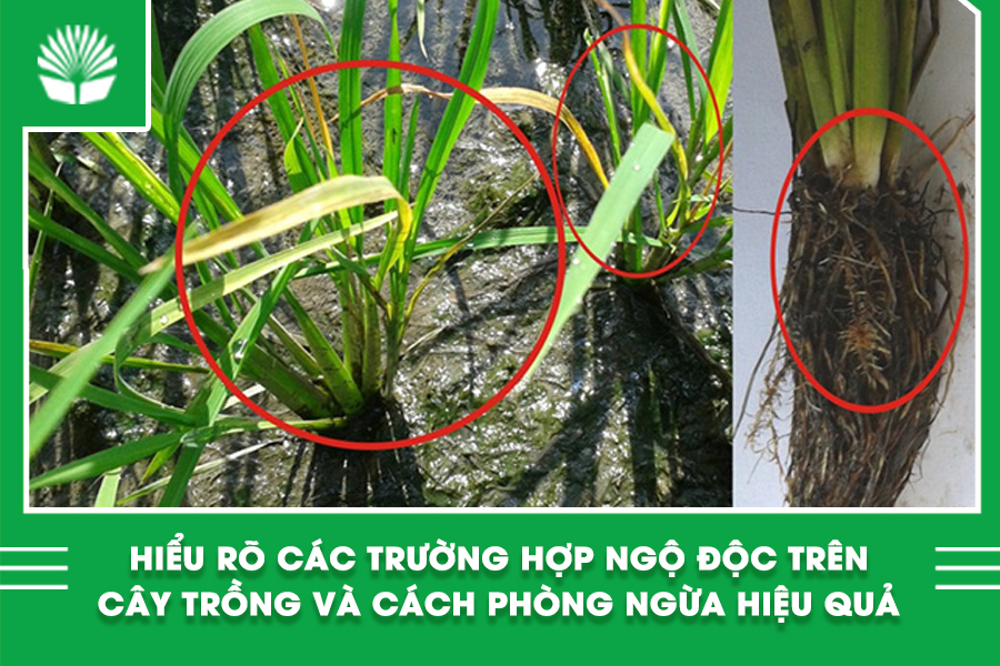 Hiểu rõ các trường hợp ngộ độc trên cây trồng và cách phòng ngừa hiệu quả