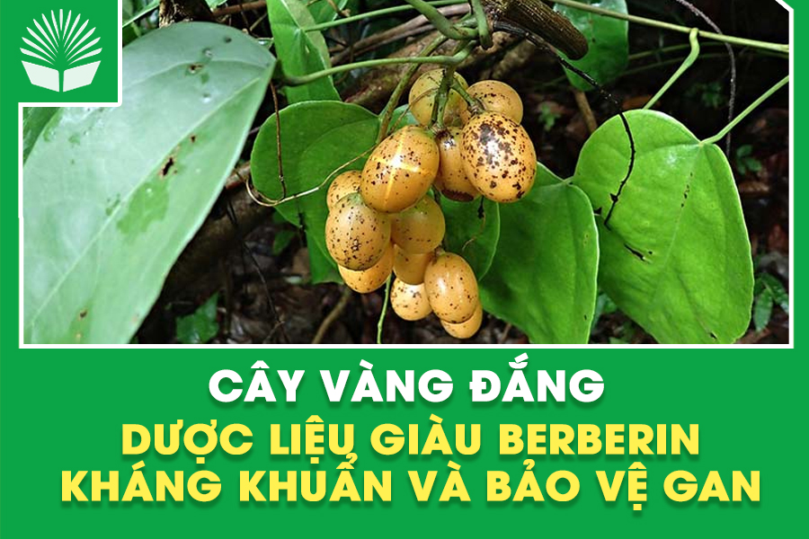 Cây Vàng Đắng – Dược Liệu Giàu Berberin, Kháng Khuẩn và Bảo Vệ Gan