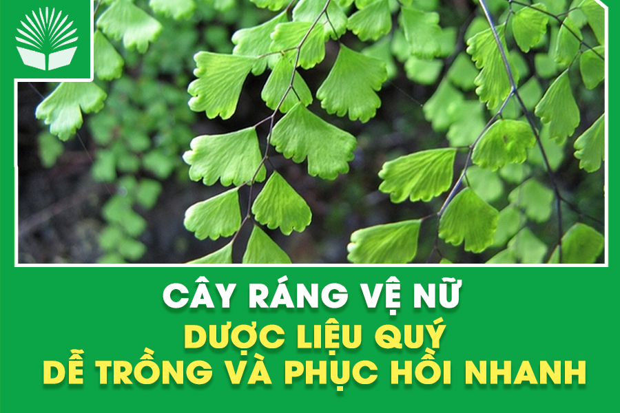 Cây ráng vệ nữ – Dược liệu quý, dễ trồng và phục hồi nhanh