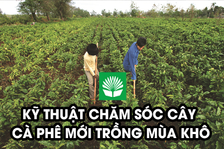 Kỹ thuật chăm sóc cây cà phê mới trồng mùa khô