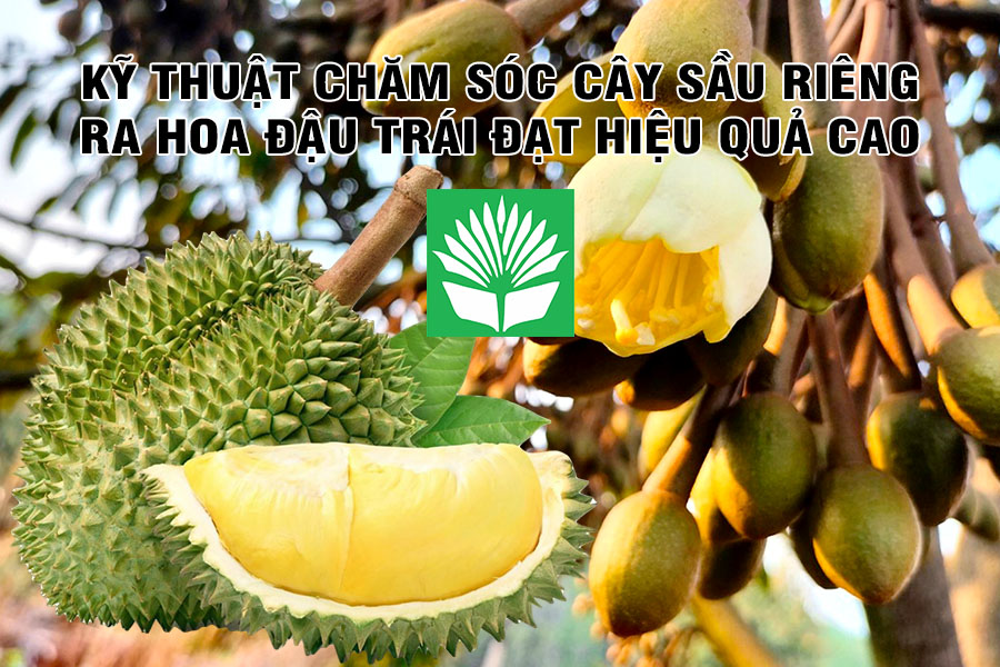 Kỹ thuật chăm sóc cây sầu riêng ra hoa đậu trái đạt hiệu quả cao