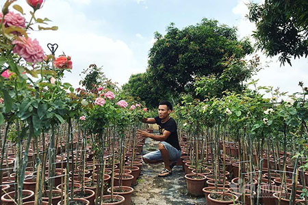 Cách bón phân cho cây hoa hồng sau mùa mưa lũ giúp cây nhanh phục hồi