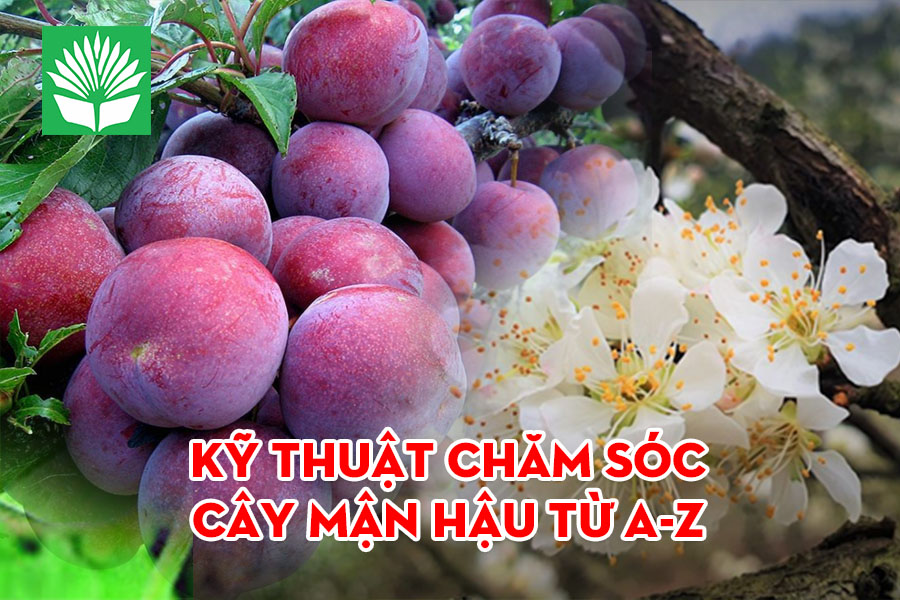 Kỹ thuật chăm sóc cây Mận Hậu Mộc Châu từ A-Z: Giúp ra hoa, đậu quả đạt hiệu quả cao