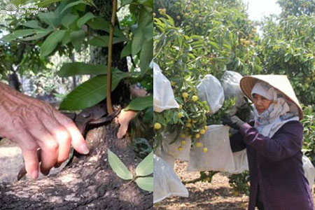 Kỹ thuật chăm sóc cây vải, nhãn: Bón phân, tưới tiêu, tạo tán và bảo vệ quả
