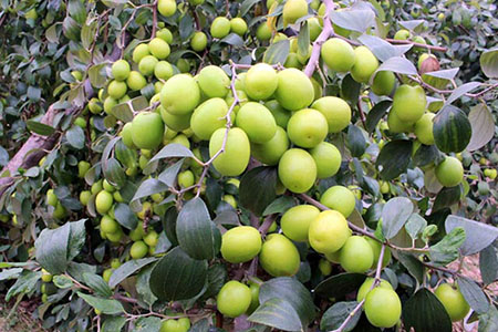 Chăm sóc để cây táo đại đậu nhiều quả cho thu hoạch cao vào dịp tết