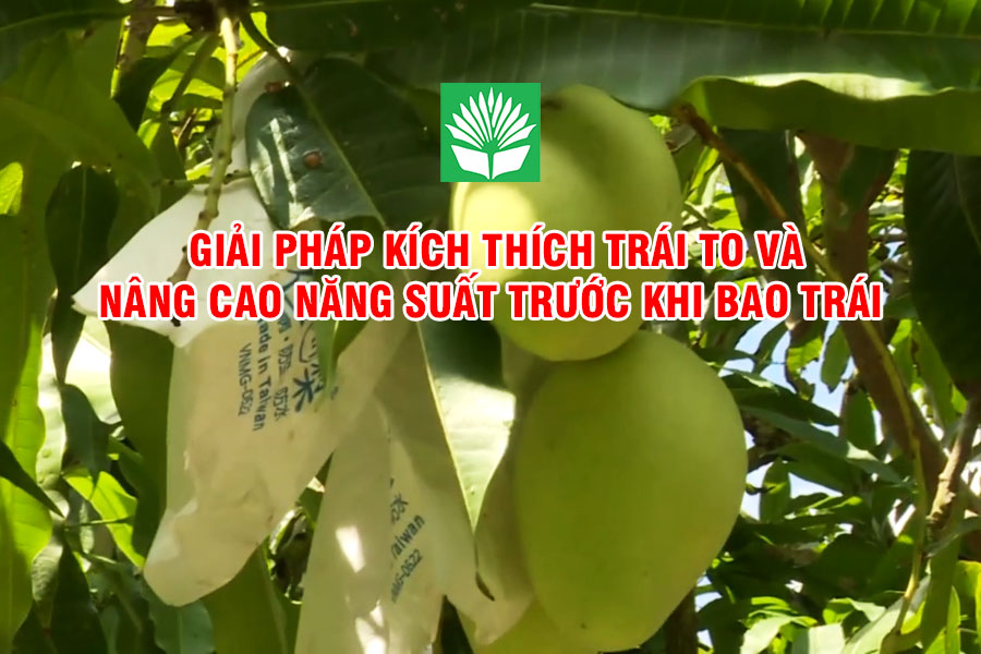 Giải pháp kích thích trái to và nâng cao năng suất trước khi bao trái xoài