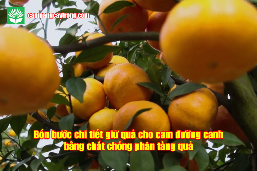 Bốn bước chi tiết giữ quả cho cam đường canh bằng chống phân tầng quả và GA3