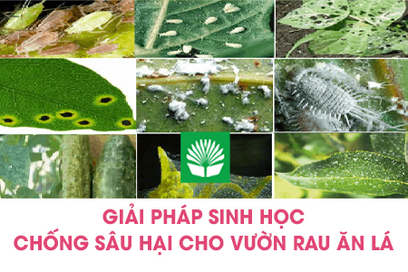 Giải pháp sinh học chống sâu hại cho vườn rau ăn lá