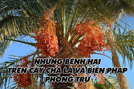 Những bệnh hại trên cây chà là và biện pháp phòng trừ