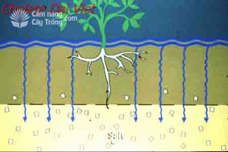 Đất mặn và ảnh hưởng của đất mặn đến sự phát triển của cây trồng
