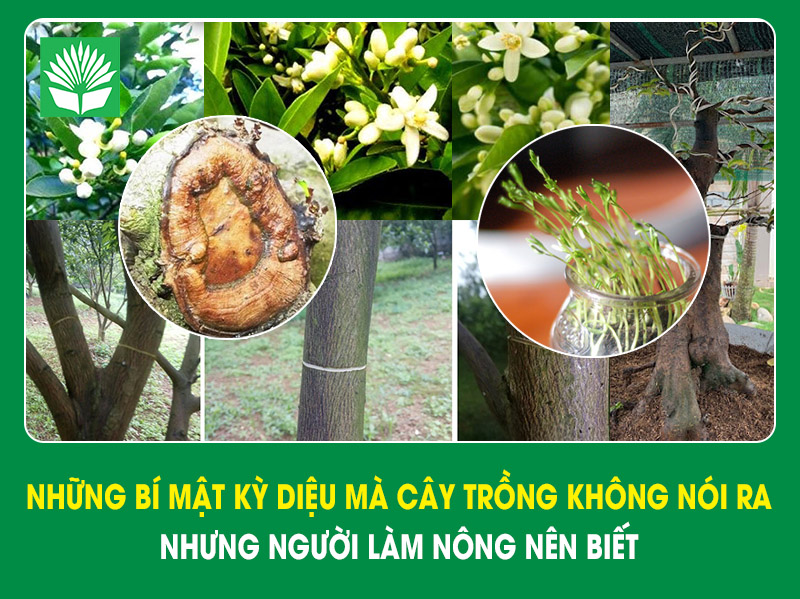 Những bí mật kỳ diệu mà cây trồng không nói ra – nhưng người làm nông nên biết