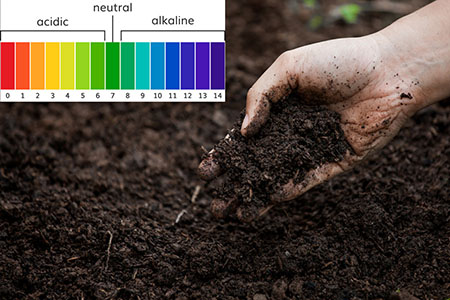 Dinh dưỡng trong đất bị ảnh hưởng như thế nào khi đất có độ pH thấp?