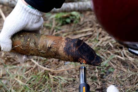 Cách giữ hoa Đào tươi lâu đón Tết: Nên hay không nên đốt gốc đào?