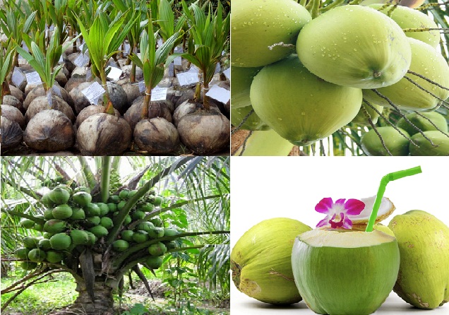 Trồng dừa xiêm bao lâu có quả? Kỹ thuật trồng dừa xiêm siêu sai quả