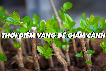 Thời điểm vàng để giâm cành