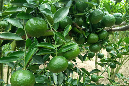 Kỹ thuật trồng và chăm sóc cây cam sành cho quả sai trĩu, năng suất cao