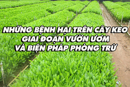 Những bệnh hại trên cây keo giai đoạn vườn ươm và biện pháp phòng trừ